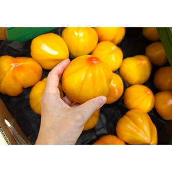 Pomidor ananasowy 1kg
